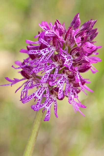 O.apifera x O.holosericea.....ed altri ibridi.